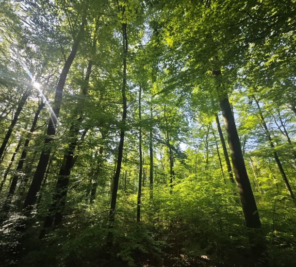 Waldbaden Limburg-Weilburg