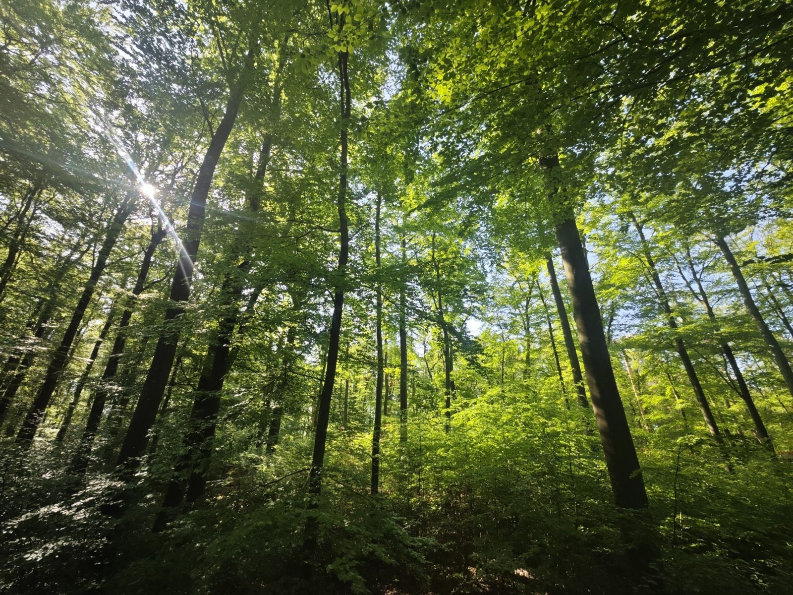 Waldbaden Limburg-Weilburg